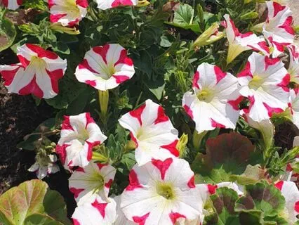 Bhagvad Gita Chapter 3 Verse 27, The Ego