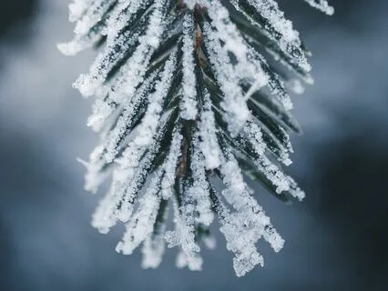 Bhaja Govindam: Hymn of Renunciation