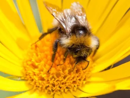 Bhramari Breathing Practice