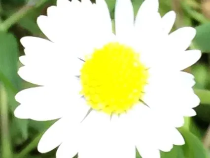 Bhramari Pranayama:Buzzing Bee Breath Nervous System Reset
