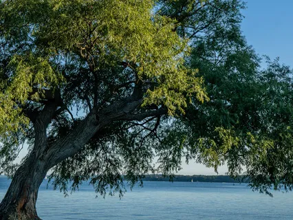 Bhuvaneshvari Meditation