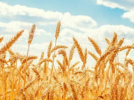 Bible Parables S1E11: The Parable Of The Wheat And The Tares