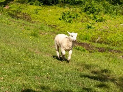 Bible Parables S1E4 -- The Parable Of The Lost Sheep