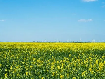 Bible Parables S1E6 -- The Parable Of The Mustard Seed