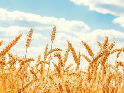 Bible Parables S2E2: The Parable Of The Unjust Steward