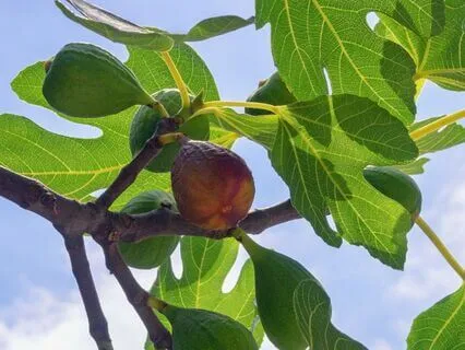 Bible Parables S2E4:Parable Of The Fig Tree