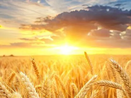 Bible Parables S3E6: The Parable Of The Growing Seed