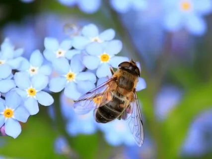 Bienenstock Im Wald / Beehive In The Forest / Ruche Dans La Forêt / Colmena En El Bosque