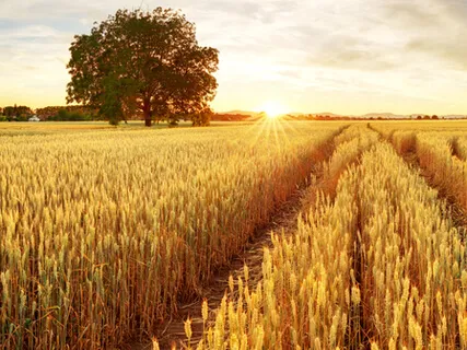 Big Mind Guided Practice