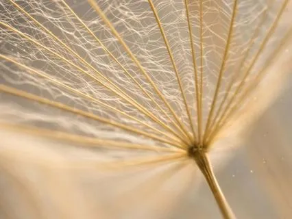 Bilateral Healing | EMDR-Inspired Music For Anxiety & Calm