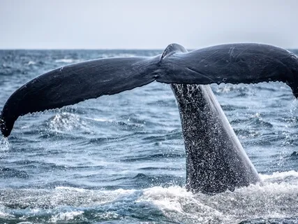 Bilateral Music 432 Hz - Meditating With Whales And Dolphins