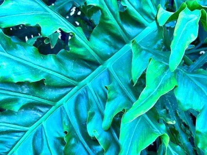 Billionaire Lifestyle Affirmations