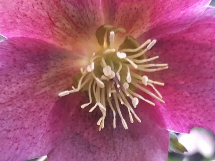 Binaural 0.5Hz Dreamless Sleep