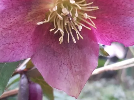 Binaural 100hz Third Eye Opening