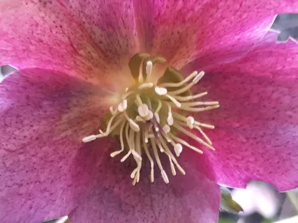 Binaural 60hz Memory Recall