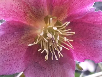 Binaural 80Hz Mystical Case