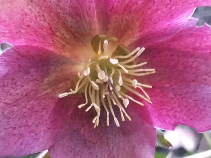 Binaural 90Hz Unique Disclosure