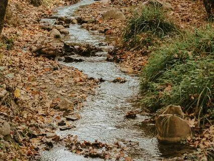 Binaural Babbling Stream & Bird Song