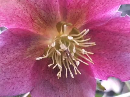 Binaural Beat 6Hz Fantasy Reverie