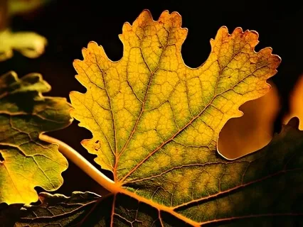 Alpha Binaural Beats -The Power Of Now