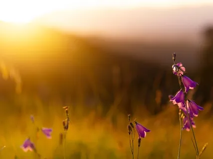 Binaural Beats: Deep Alpha Sound Waves To Free Your Mind