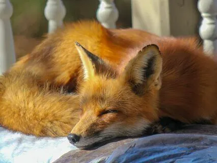 Binaural Beats: Delta Brain Waves - Dream Drift Serenade