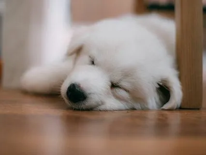 Binaural Beats: Delta Brain Waves - Moonlit Melodies