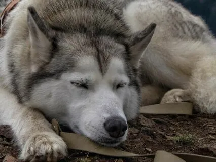 Binaural Beats: Delta Brain Waves - Soothing Soulscapes