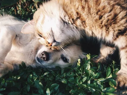 Binaural Beats Meditation Music - Reiki For Pets