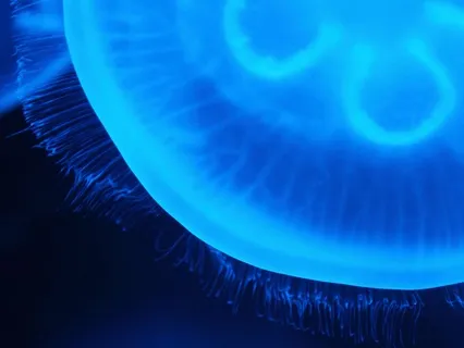 Binaural Beats & Ocean Soundscape - Calm, Focus, Creativity