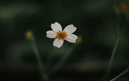 Binaural Beats Sleep Music