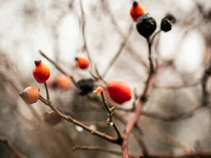Binaural Bowls For Sacral Chakra | A Rainy Day Sound Healing