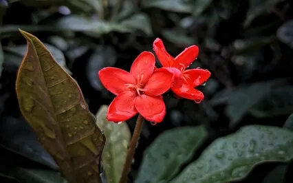 Binaural Delta 2Hz Deep Sleep Stress-Free Rainy Night