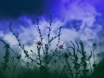 Binaural Delta 4Hz Fall Asleep Fast Deep Sleep