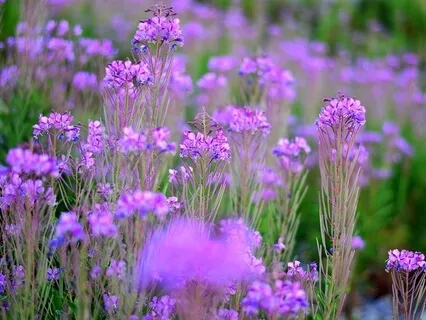 Binaural Meditation Music: Nirvana