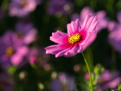 Pain Relief - Binaural Beats - Meditation Music