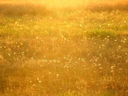 Binaural Sound Healing: Nervous System Regulation