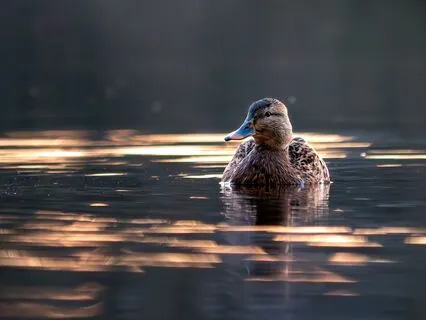 Binaural Waves Of Calm – A Soundscape For Inner Balance