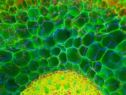 Bio Psy (Bardo Float I) - Abscission