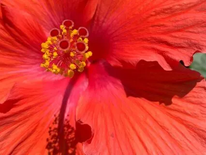 Biofield Tuning For A Wounded Heart