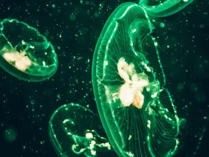 Bioluminescence - Ambient Bliss For Reiki & Massage | 432 Hz