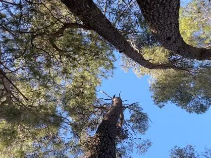 Sound For The Edge Of Dreams