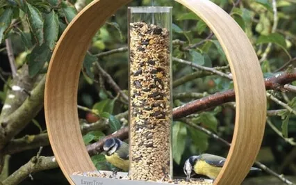 Bird Feeder Meditation 