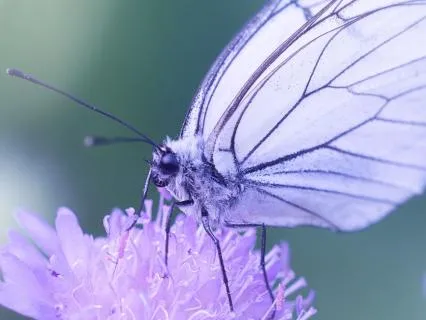 Bird & Insect Zen Stories For Sleep: Volume 5/9 - With Music