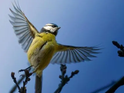 Bird Jumping Meditation