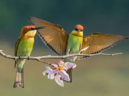 Switch Off And Connect With Birds