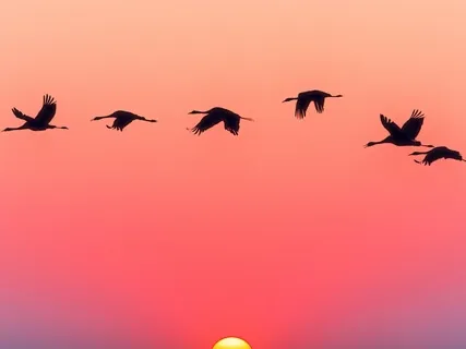 Bird Sanctuary At Dawn  