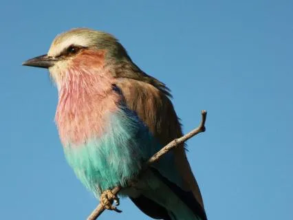 Bird Singing for Deep Sleep