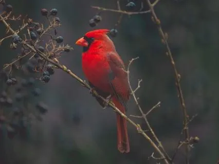 Bird Singing For Meditation And Sleep