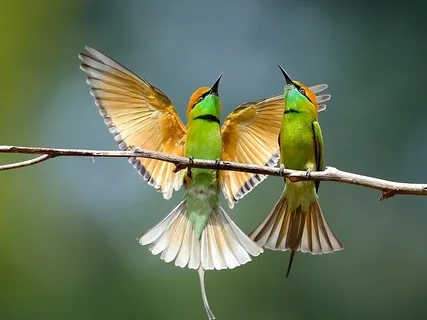 Bird Song Binaural Relaxation